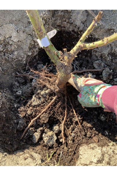 Посадка саженца с открытой корневой системой роз Бест Импрешн